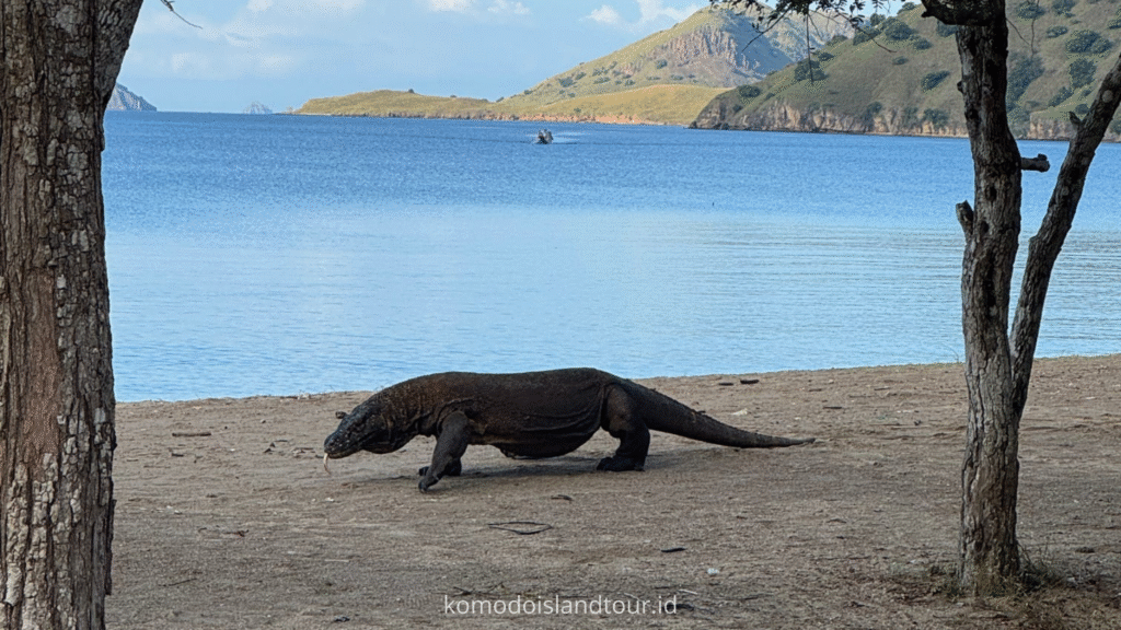 komodo dragons, labuan bajo, rinca island, komodo national park, taman nasional komodo, komodo trip, open trip komodo, boat trip komodo, komodo trip from lombok, komodo trip from labuan bajo, komodo dragons, open trip labuan bajo, labuan bajo trip