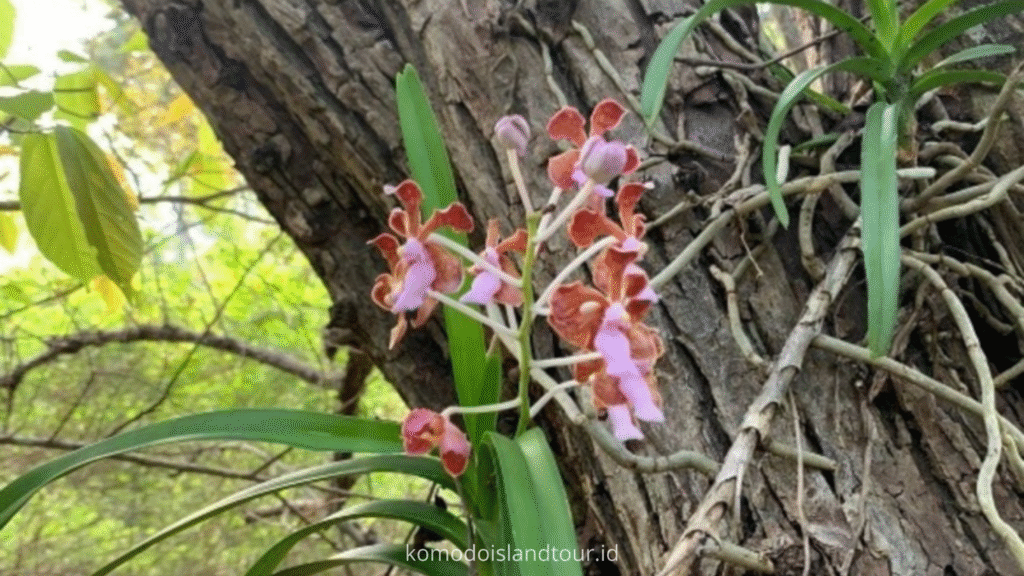 labuan bajo flora