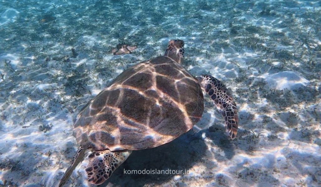 labuan bajo, labuan bajo, rinca island, komodo national park, taman nasional komodo, komodo trip, open trip komodo, boat trip komodo, komodo trip from lombok, komodo trip from labuan bajo, komodo dragons, open trip labuan bajo, labuan bajo trip, padar island