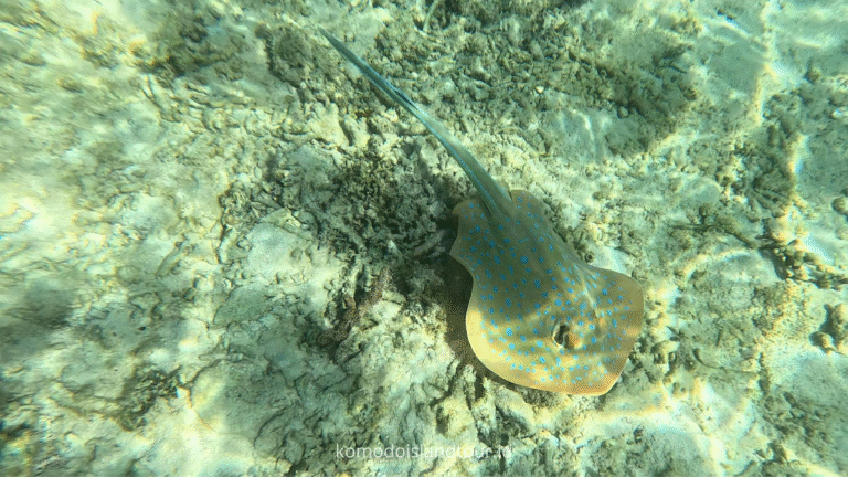 manjarite island underwater, manjarite island, labuan bajo, rinca island, komodo national park, taman nasional komodo, komodo trip, open trip komodo, boat trip komodo, komodo trip from lombok, komodo trip from labuan bajo, komodo dragons, open trip labuan bajo, labuan bajo trip