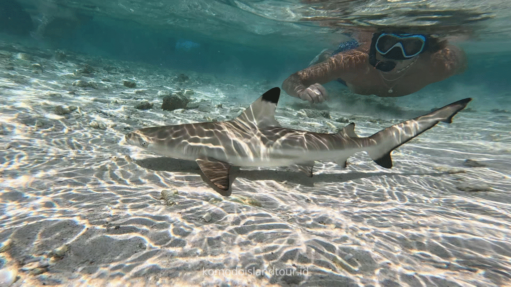 labuan bajo, kelor island, baby sharks, labuan bajo adventures