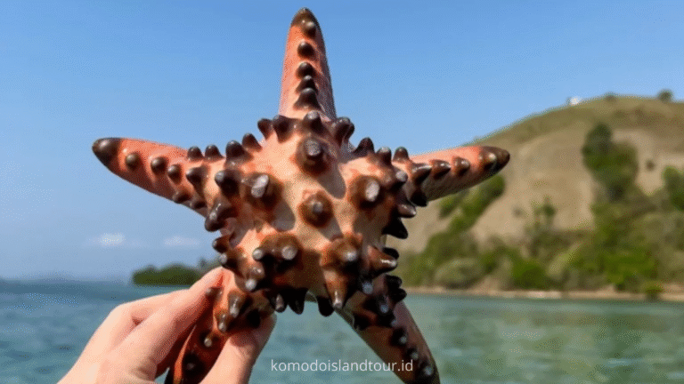 manjarite island,