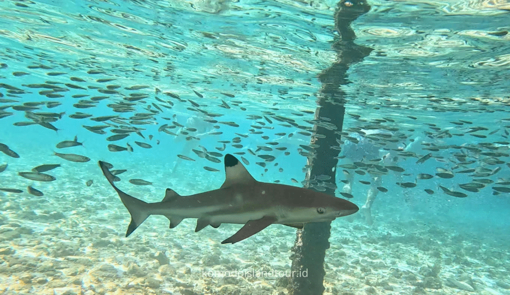 labuan bajo, baby sharks, kelor island, labauna bajo adventures