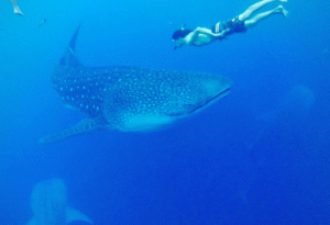 komodo island tour from lombok