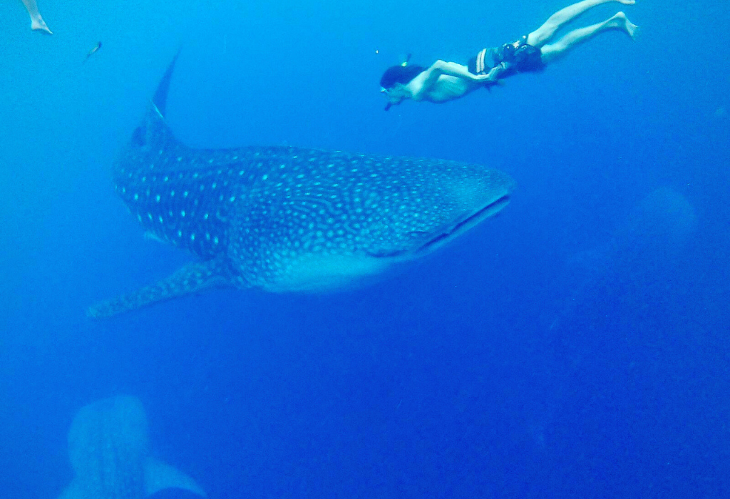 komodo island tour from lombok