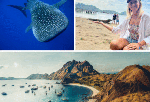 komodo island tour from lombok