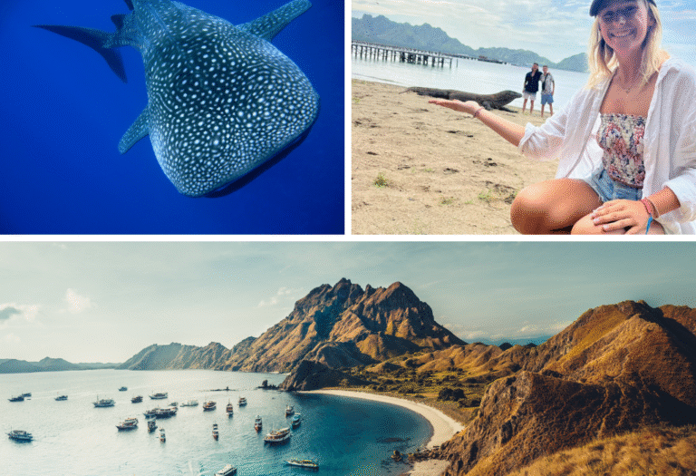 komodo island tour from lombok