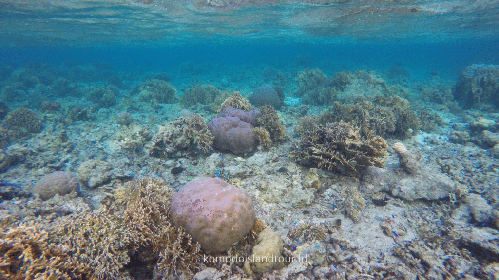 Moyo Island