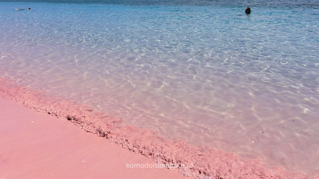 Pink Beach of Komodo Island