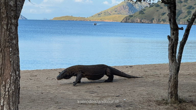 Labuan Bajo Adventures, Komodo Dragon, komodo island, komodo national park, rinca island, komodo dragons
