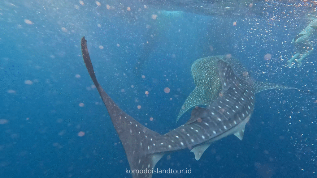 whale sharks saleh bay