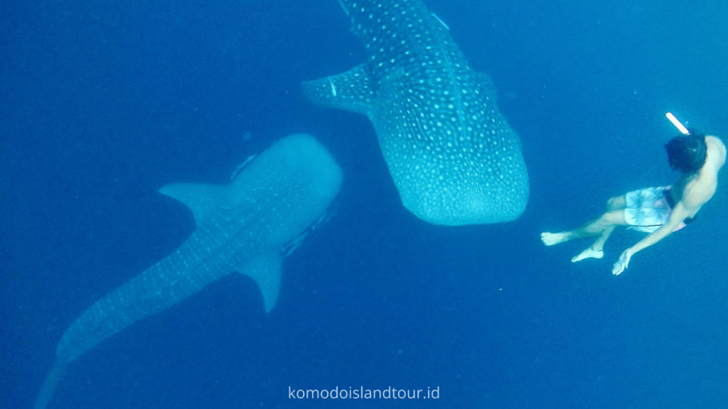 Whale Sharks Saleh Bay, whale shark at saleh bay sumbawa, labuan bajo, rinca island, komodo national park, taman nasional komodo, komodo trip, open trip komodo, boat trip komodo, komodo trip from lombok, komodo trip from labuan bajo, komodo dragons, open trip labuan bajo, labuan bajo trip