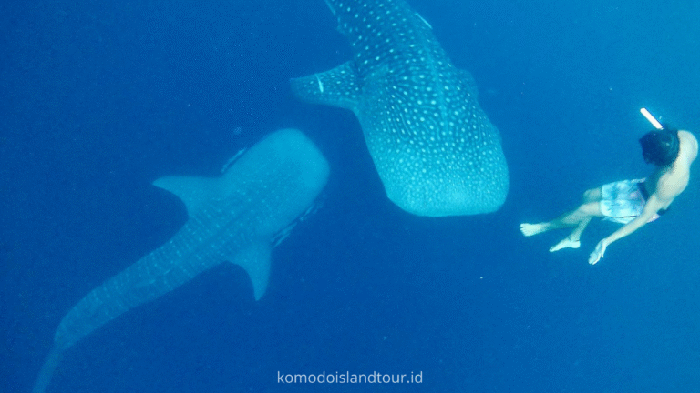 Whale Sharks Saleh Bay, whale shark at saleh bay sumbawa, labuan bajo, rinca island, komodo national park, taman nasional komodo, komodo trip, open trip komodo, boat trip komodo, komodo trip from lombok, komodo trip from labuan bajo, komodo dragons, open trip labuan bajo, labuan bajo trip