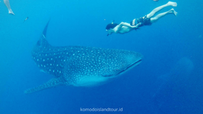 whale shark at saleh bay sumbawa, labuan bajo, rinca island, komodo national park, taman nasional komodo, komodo trip, open trip komodo, boat trip komodo, komodo trip from lombok, komodo trip from labuan bajo, komodo dragons, open trip labuan bajo, labuan bajo trip