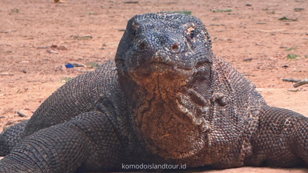Komodo Dragon at Loh Liang