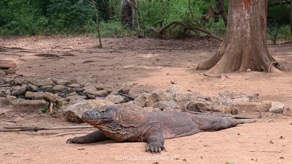 Komodo Dragon at Loh Liang