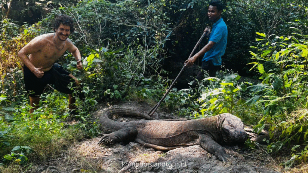 Komodo Dragon,komodo national park, loh liang