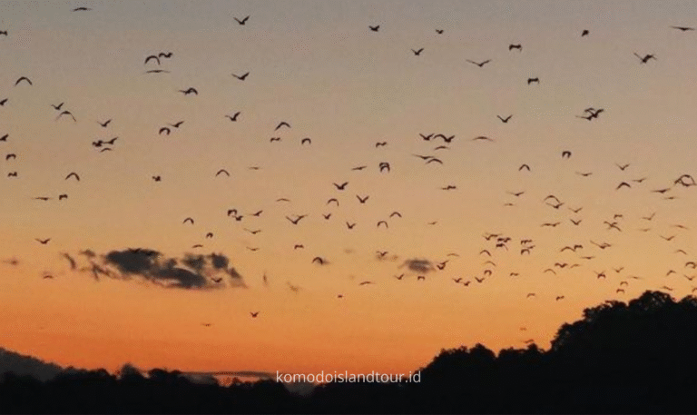 kalong island, komodo tour, komodo island, kalong, bats