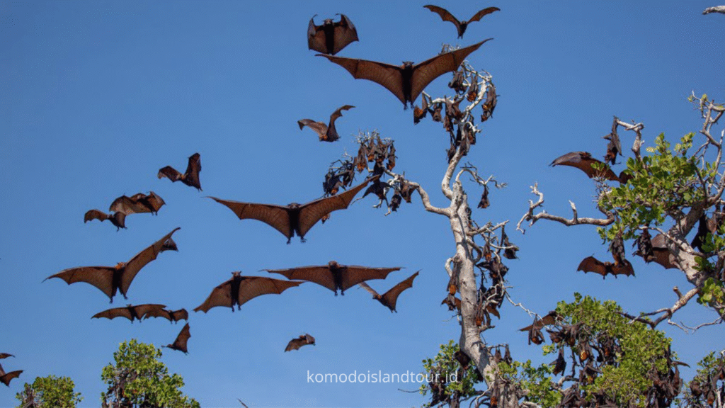 kalong island, fruit bats