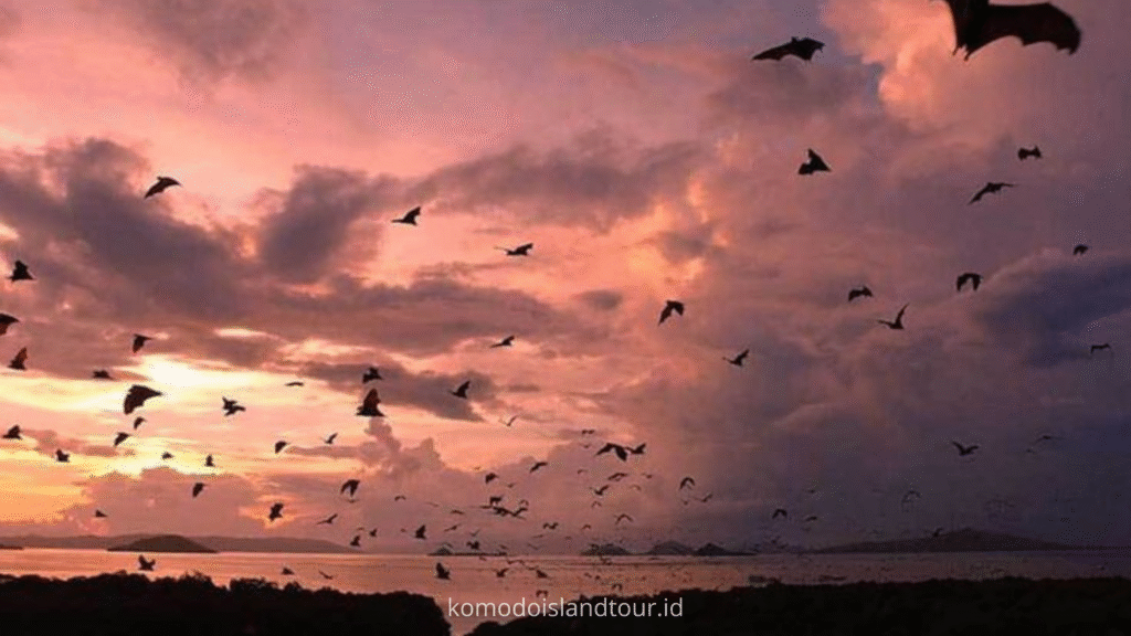 kalong island, indonesia travel, wonderfull indonesia