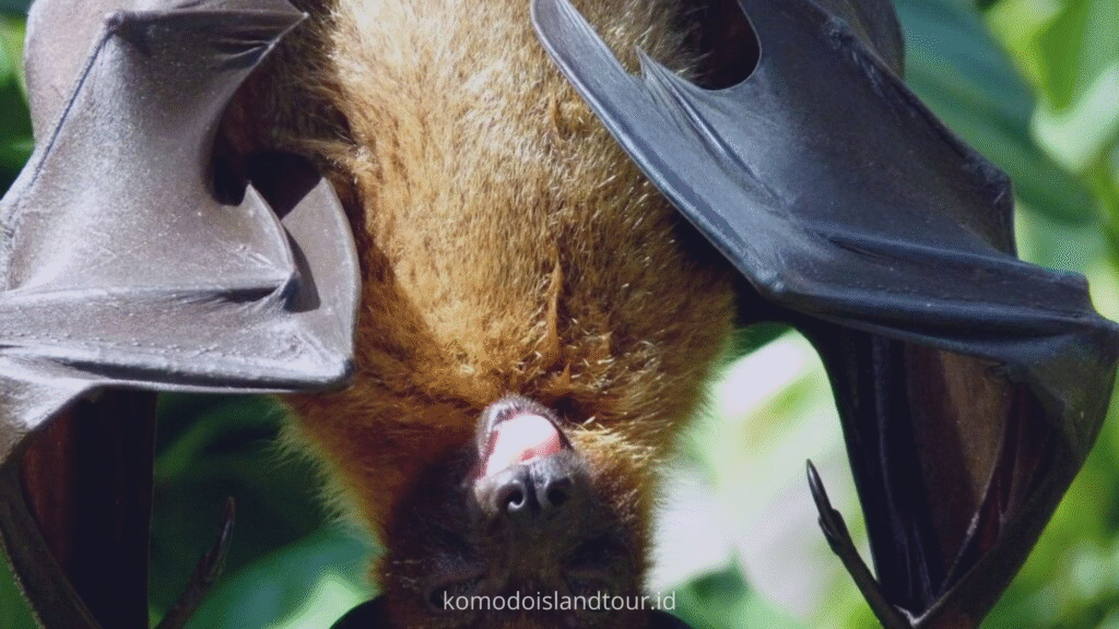 kalong island, komodo trip, open trip komodo island