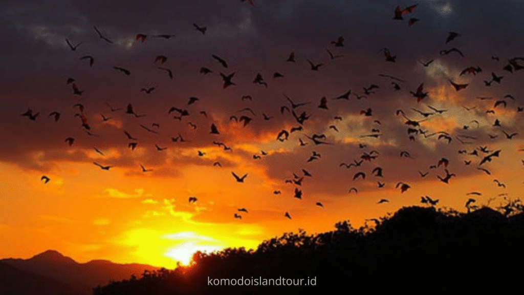kalong island, sunset, komodo tour, komodo island tour