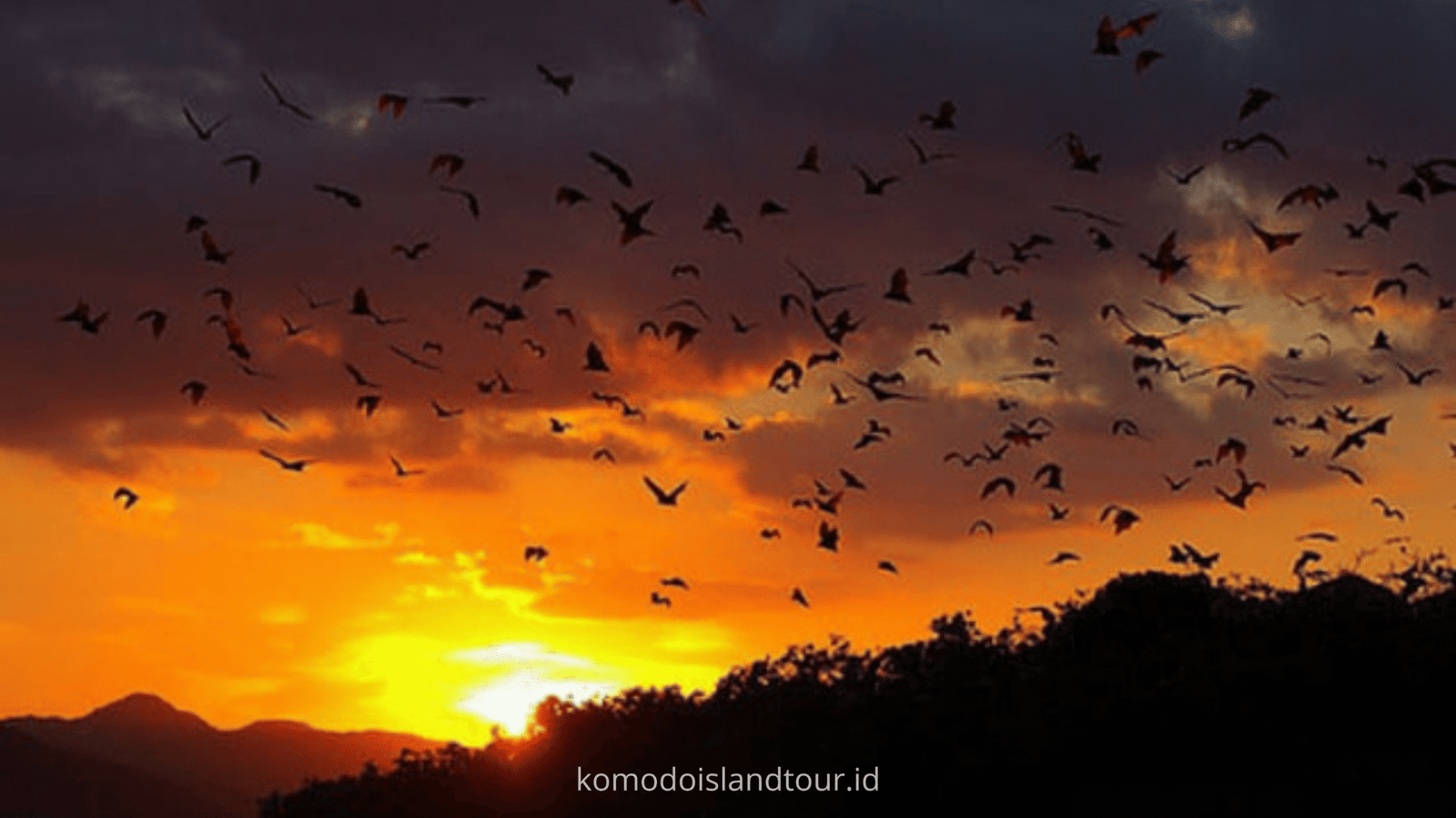 Kalong Island
