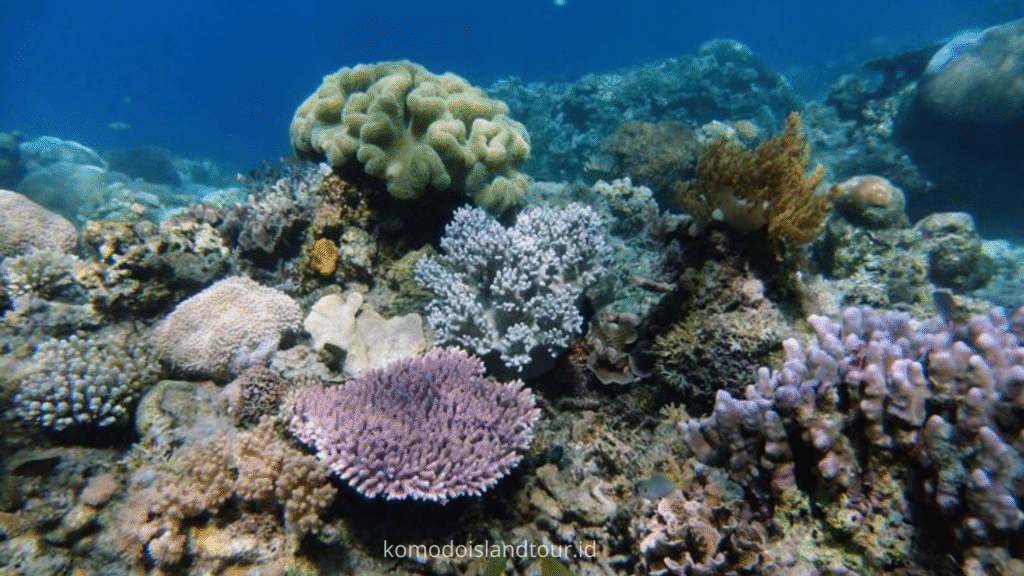 satonda island, satonda trip, open trip sumbawa, boat trip sumbawa, sumbawa island