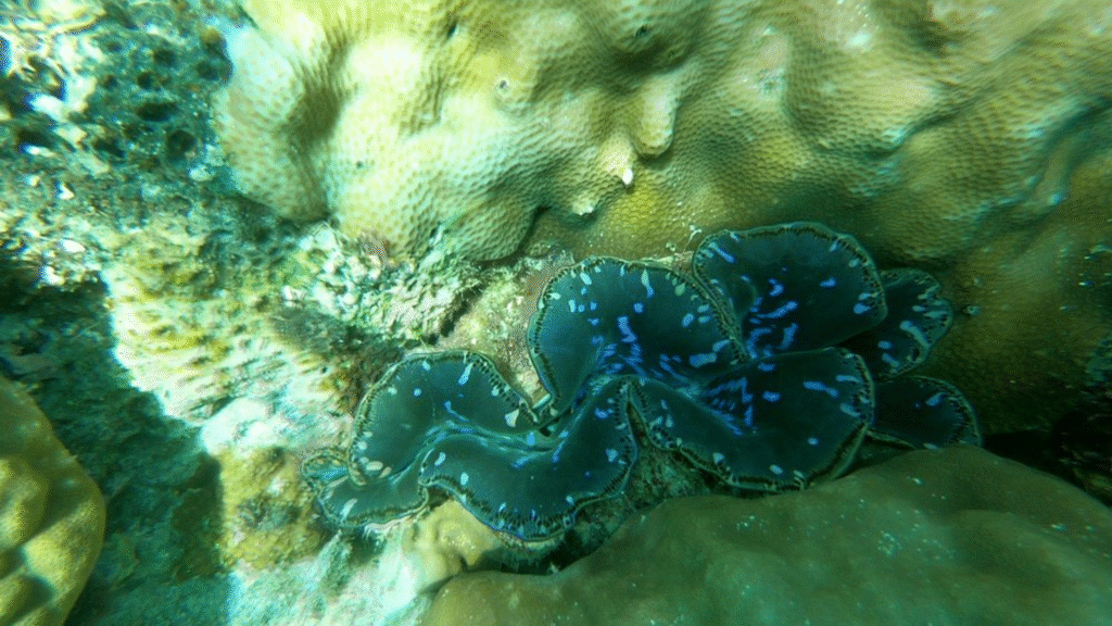 kanawa island, kana island labuan bajo, labuan bajo, rinca island, komodo national park, taman nasional komodo, komodo trip, open trip komodo, boat trip komodo, komodo trip from lombok, komodo trip from labuan bajo, komodo dragons, open trip labuan bajo, labuan bajo trip