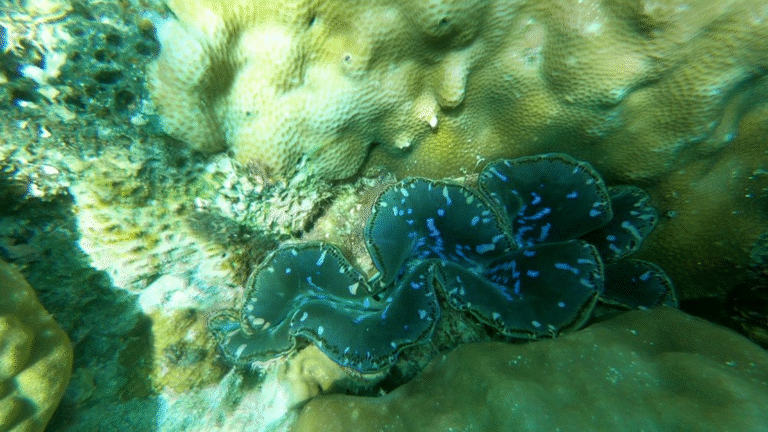 kanawa island, kana island labuan bajo, labuan bajo, rinca island, komodo national park, taman nasional komodo, komodo trip, open trip komodo, boat trip komodo, komodo trip from lombok, komodo trip from labuan bajo, komodo dragons, open trip labuan bajo, labuan bajo trip