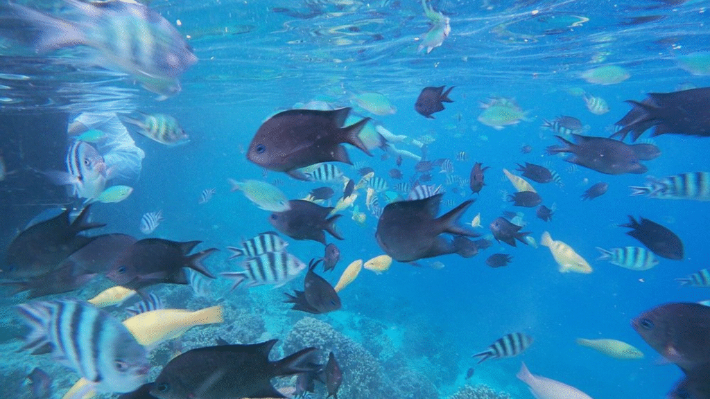kanawa island, kana island labuan bajo, labuan bajo, rinca island, komodo national park, taman nasional komodo, komodo trip, open trip komodo, boat trip komodo, komodo trip from lombok, komodo trip from labuan bajo, komodo dragons, open trip labuan bajo, labuan bajo trip