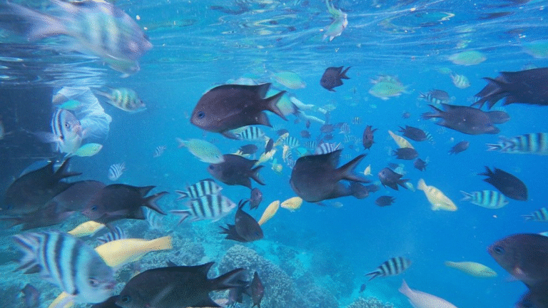 kanawa island, kana island labuan bajo, labuan bajo, rinca island, komodo national park, taman nasional komodo, komodo trip, open trip komodo, boat trip komodo, komodo trip from lombok, komodo trip from labuan bajo, komodo dragons, open trip labuan bajo, labuan bajo trip