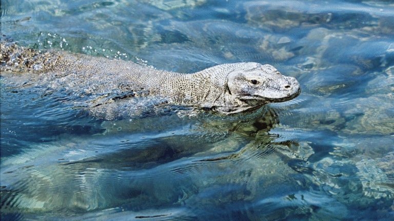 komodo dragon, komodo national park, komodo island, rinca island, loh liang, loh liang komodo national park, komodo trip, open trip komodo island, komodo island trip, komodo trip from lombok to labuan bajo, komodo trip, komodo swim, komodo dragons swim, komodo dragons swimming