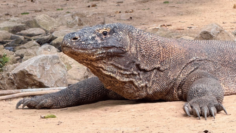 komodo dragon, komodo national park, komodo island, rinca island, loh liang, loh liang komodo national park, komodo trip, open trip komodo island, komodo island trip, komodo trip from lombok to labuan bajo, komodo trip