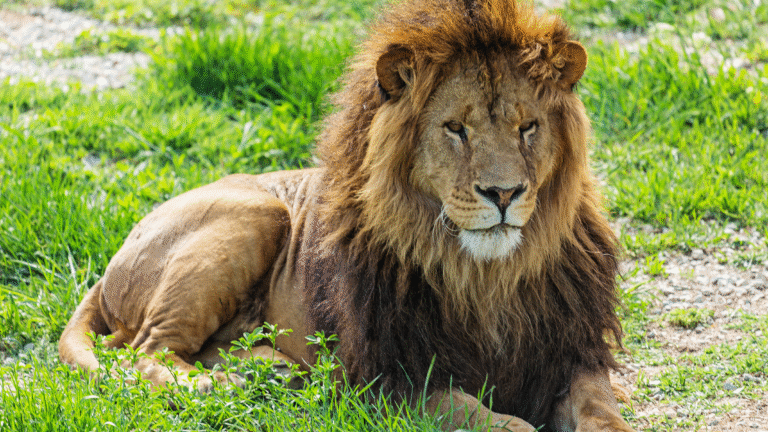 lion