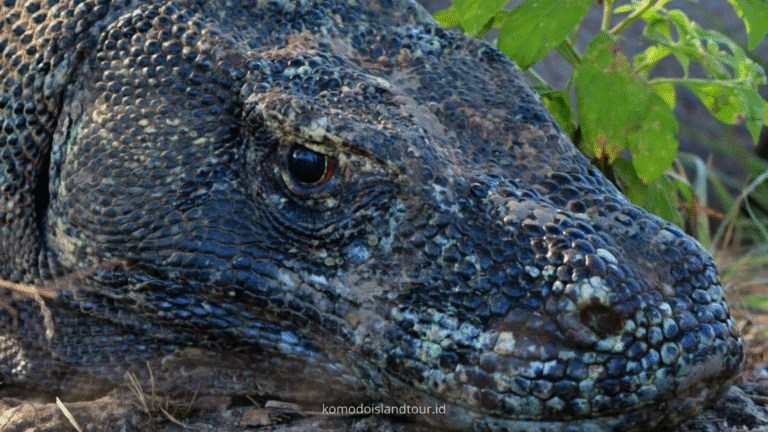 komodo dragon, komodo national park, komodo island, rinca island, loh liang, loh liang komodo national park, komodo trip, open trip komodo island, komodo island trip, komodo trip from lombok to labuan bajo, komodo trip