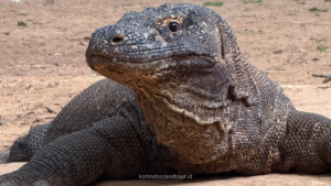 komodo dragon, komodo national park, komodo island, rinca island, loh liang, loh liang komodo national park, komodo trip, open trip komodo island, komodo island trip, komodo trip from lombok to labuan bajo, komodo trip
