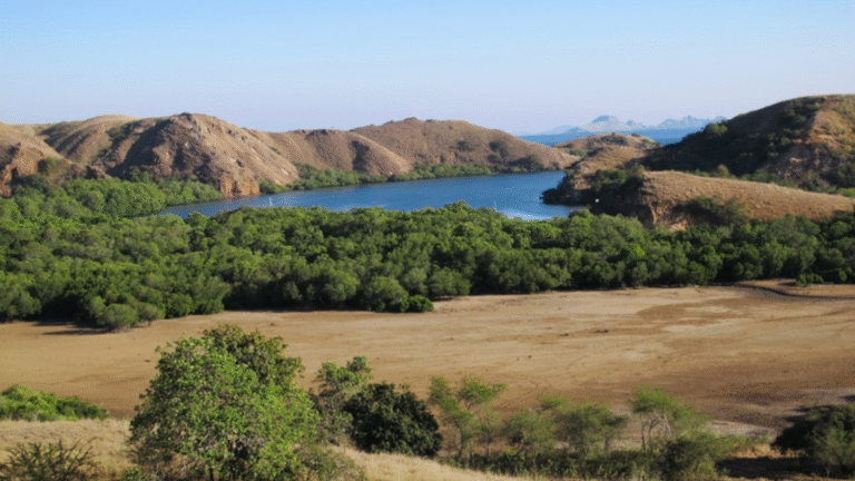 rinca island, komodo national park, taman nasional komodo, komodo trip, open trip komodo, boat trip komodo, komodo trip from lombok, komodo trip from labuan bajo, komodo dragons