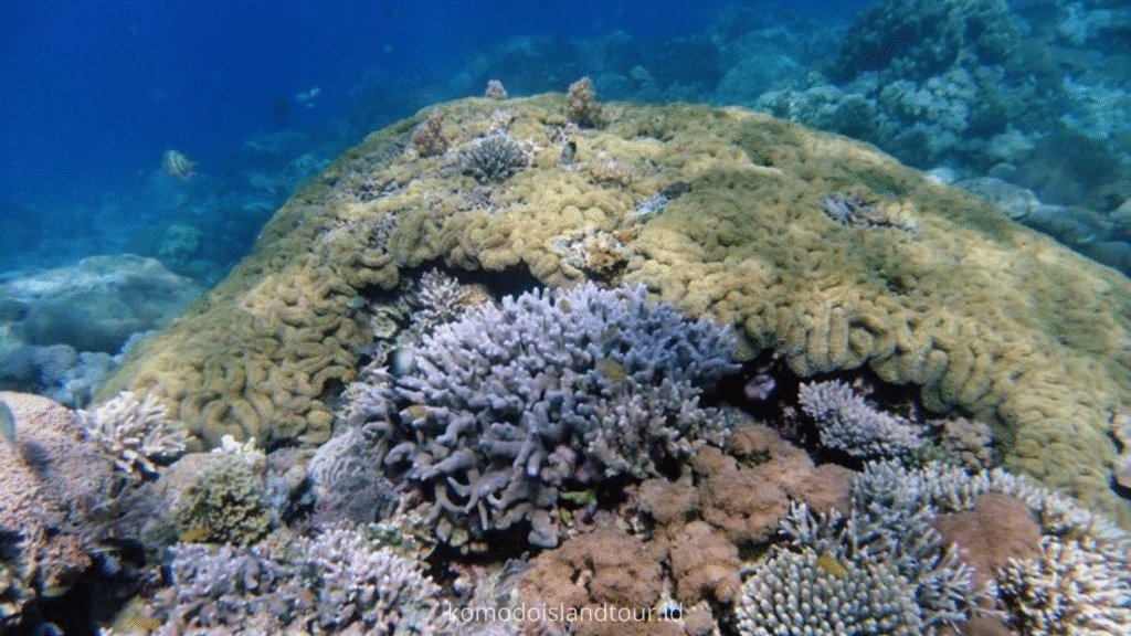 satonda island, satonda trip, open trip sumbawa, boat trip sumbawa, sumbawa island, snorkeling satonda island