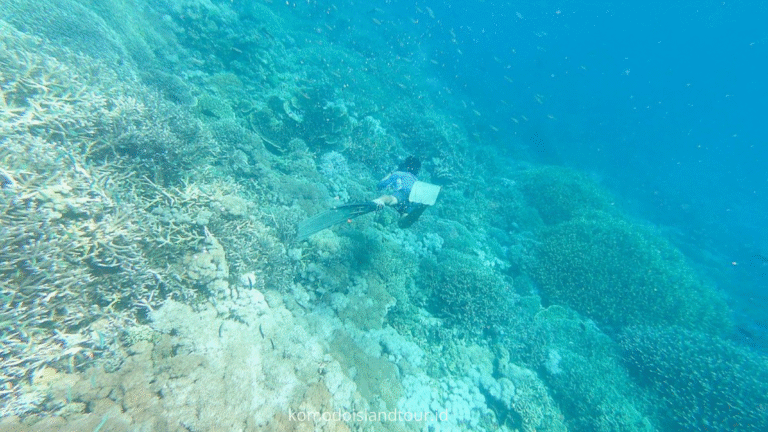 taka makassar, komodo trip, open trip fom labuan bajo