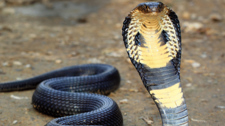 king cobra