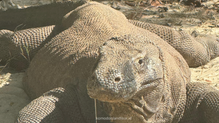 komodo dragon, komodo national park, komodo island, rinca island, loh liang, loh liang komodo national park, komodo trip, open trip komodo island, komodo island trip, komodo trip from lombok to labuan bajo, komodo trip