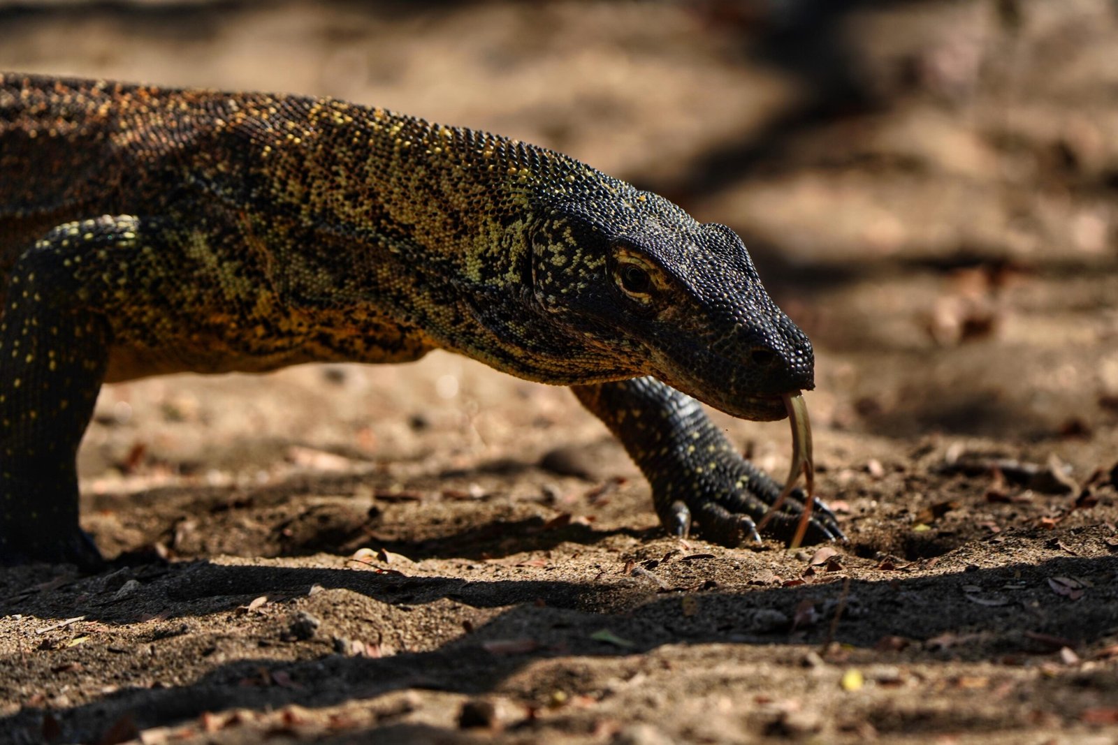 Komodo Tour Labuan Bajo