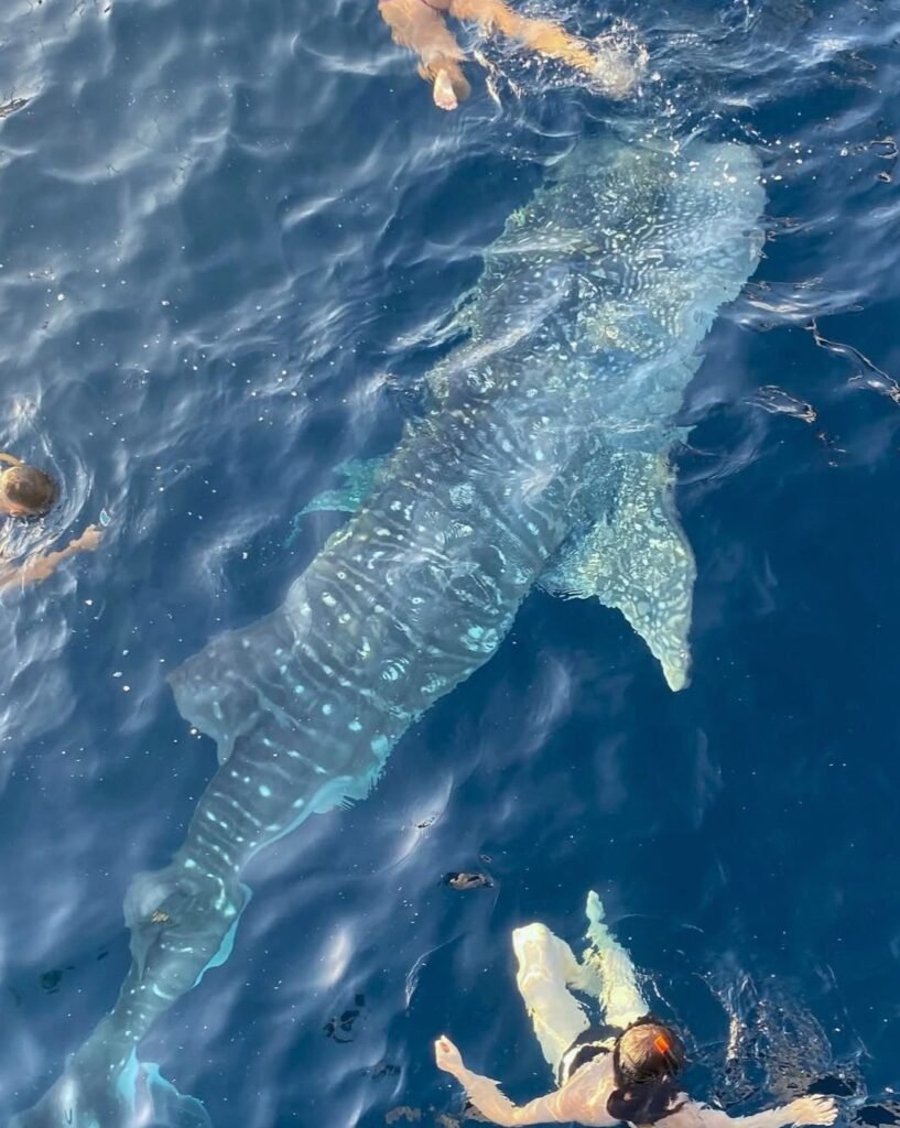 Komodo Tour from Lombok