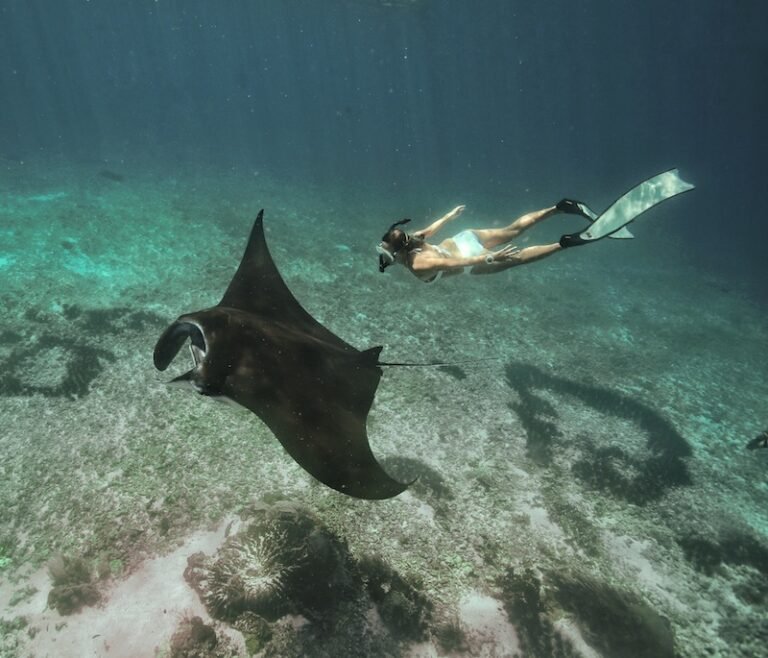 One Day Komodo Tour by Speed Boat
