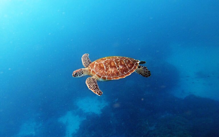 One Day Komodo Tour by Speed Boat