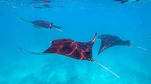 Komodo Island, One Day Komodo Tour by Speed Boat