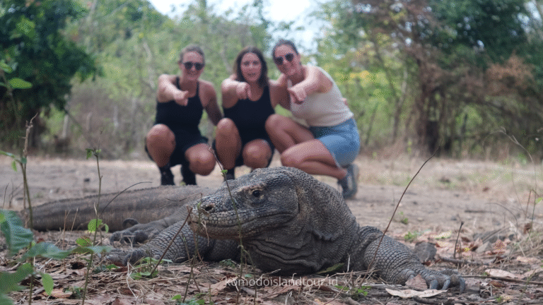 rinca island, pink beach, komodo trip, komodo labuan bajo, labuan bajo,2 hari 1 malam trip labuan bajo, trip labuan bajo, labuan bajo trip, senada phinisi, komodo dragon