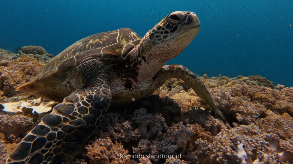 komodo island, komodo tour, komodo dragon, one day tour by speedboat, labuan bajo, siaba island, turtle