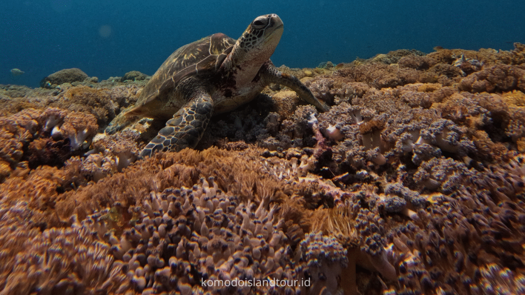 komodo island, komodo tour, komodo dragon, one day tour by speedboat, labuan bajo, siaba island, turtle point